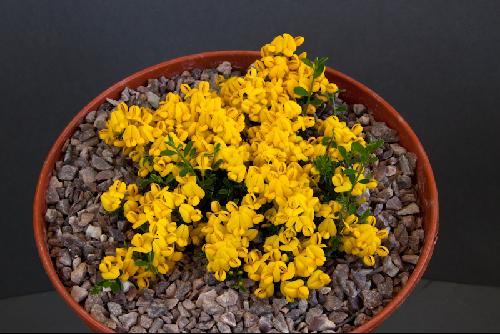 Genista pilosa minor
